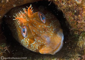Tompot blenny in a pipe under Trefor Pier, N. Wales.
60mm. by Mark Thomas 
